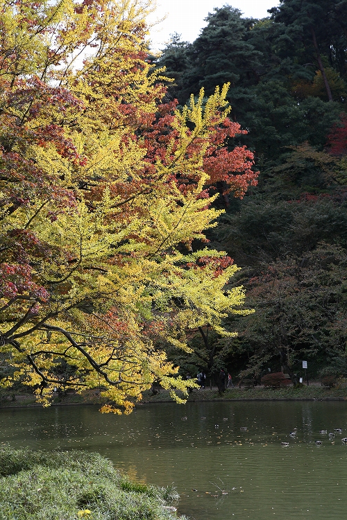 須坂市臥竜公園の紅葉_d0170525_20481533.jpg