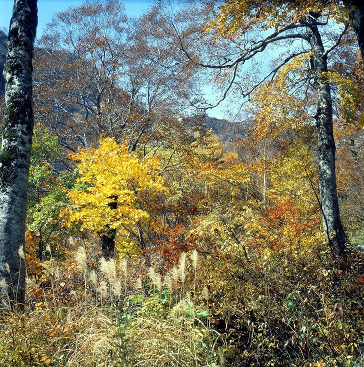 晩秋の白山三ノ峰登山道_a0161836_10102283.jpg