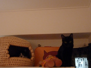 猫ちぐら猫 空しぇるろった編。_a0143140_22271382.jpg