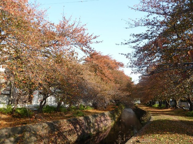 散歩道はオレンジ一色!_c0152341_1025308.jpg