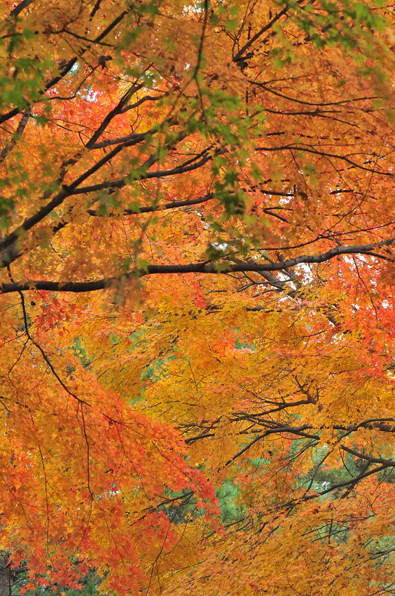 神戸市立森林植物園・紅葉－１_d0148541_20273637.jpg