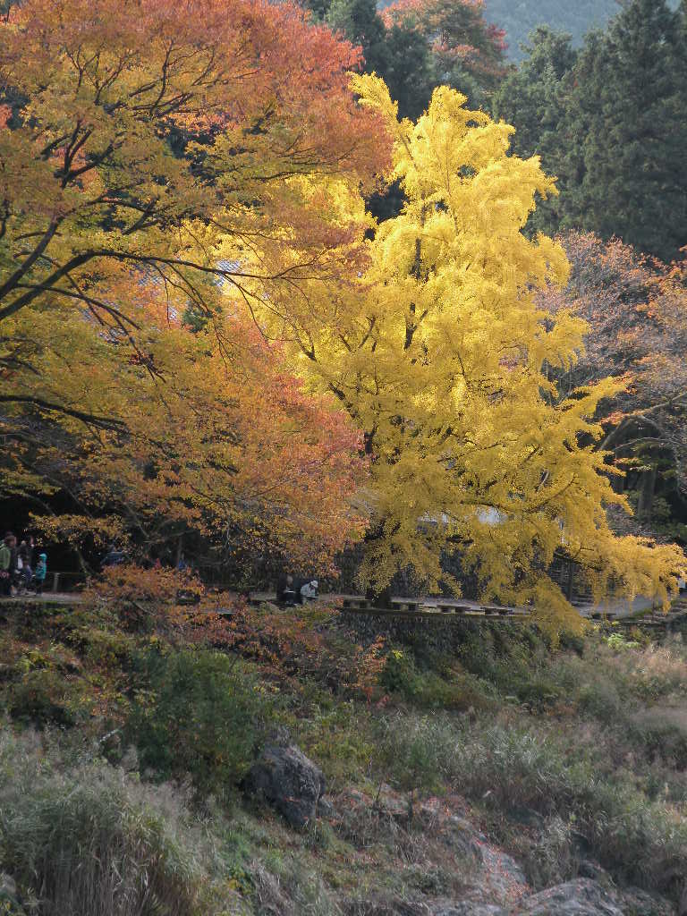 １１月１６日　御嶽渓谷の紅葉です。_f0117041_18103833.jpg