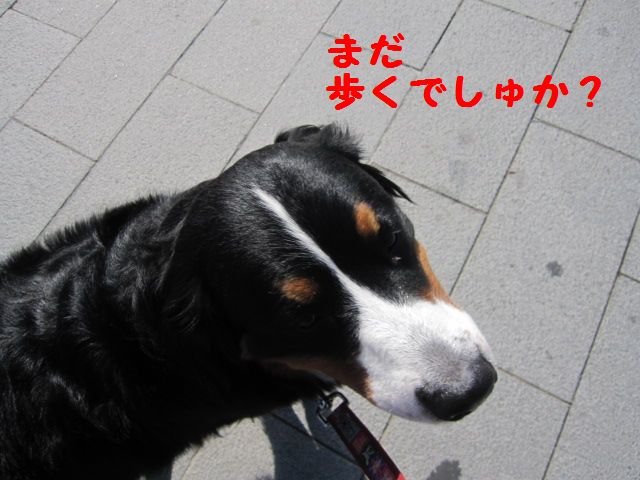 なが～～いお散歩♪（江ノ島）_a0108146_180045.jpg