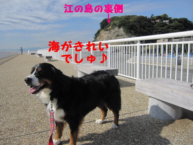 なが～～いお散歩♪（江ノ島）_a0108146_1872650.jpg