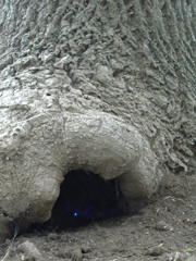 e0005548_110954.gif