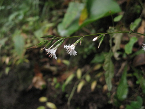 c0179351_10363928.jpg