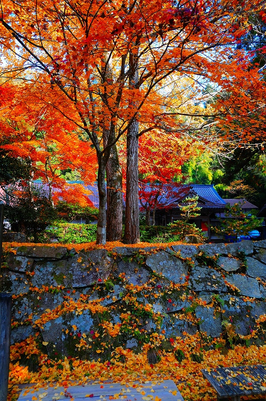 東広島市 竹林寺の紅葉 尾道ウォーカー 野池豪 東広島市 竹林寺の紅葉 尾道ウォーカー 野池豪