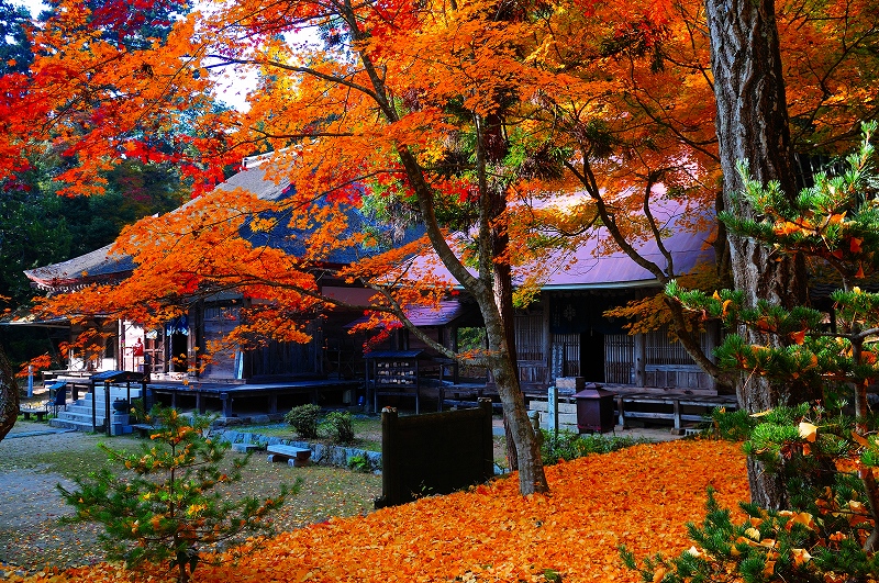 東広島市 竹林寺の紅葉 尾道ウォーカー 野池豪 東広島市 竹林寺の紅葉 尾道ウォーカー 野池豪