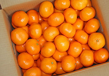 orange・・・!_f0170352_10362322.jpg