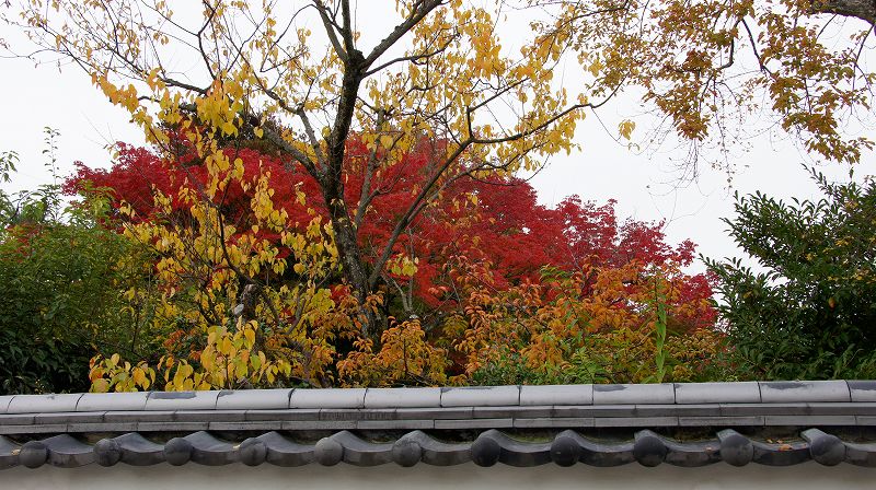 錦秋の都路２０１０ （嵐山 臨済宗系単立 曇華院（どんげいん）門跡の紅葉 ） (2010年11月16日)_c0119555_20554394.jpg