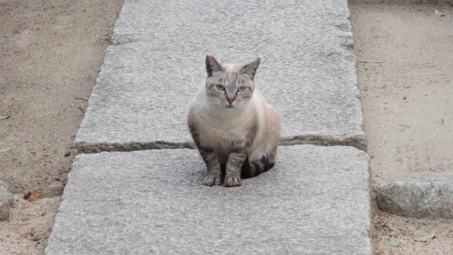 A cat in a temple_c0157558_5462080.jpg