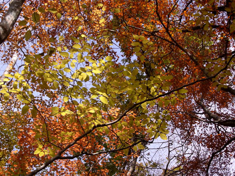 紅葉満腹の鷹ノ巣山（11月14日）_e0036858_23472787.jpg