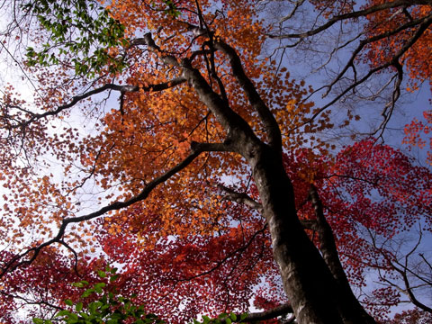 紅葉満腹の鷹ノ巣山（11月14日）_e0036858_2349781.jpg