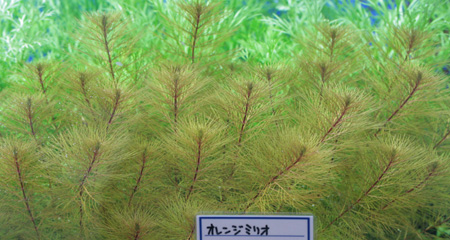 a0162263_21255315.jpg