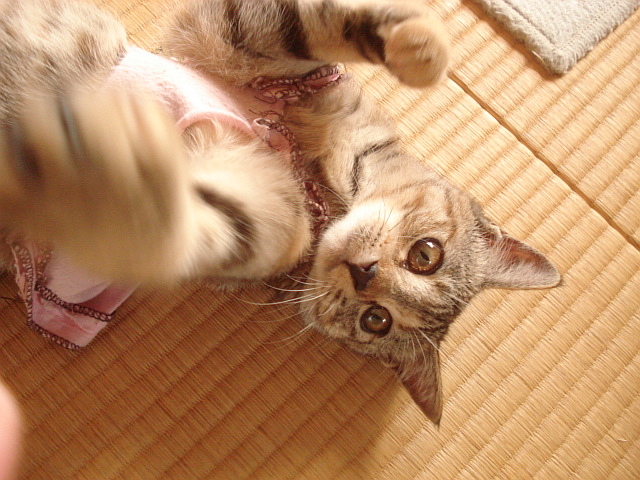 あ～～子猫飼いた～い_f0132565_13283453.jpg