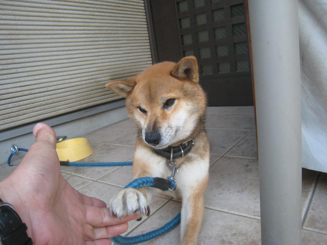 犬はかみます。_f0205367_1032168.jpg