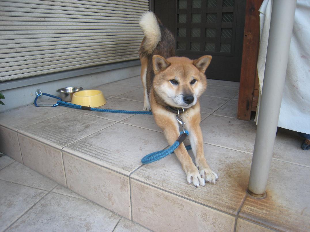 犬はかみます。_f0205367_10364142.jpg