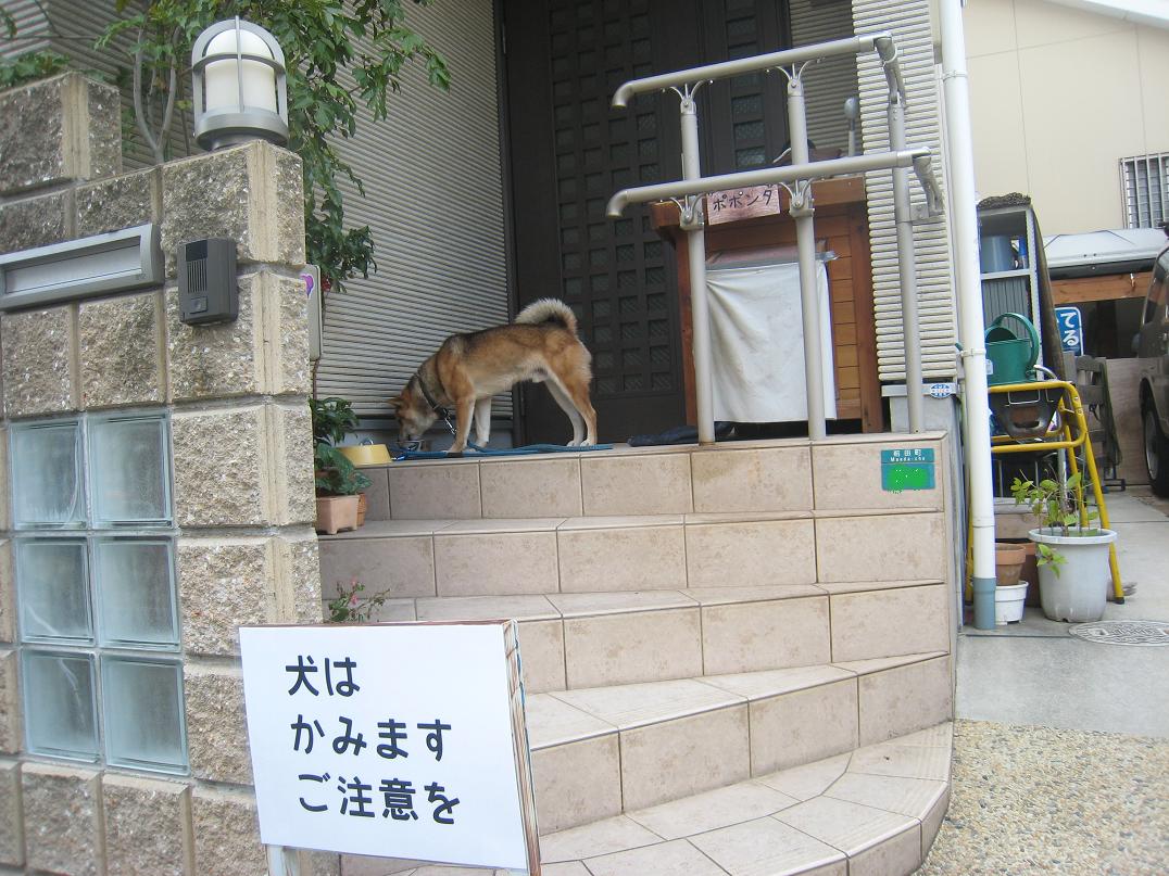 犬はかみます。_f0205367_9541682.jpg