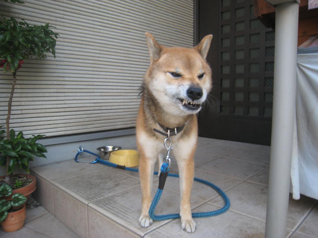 犬はかみます。_f0205367_9581089.jpg