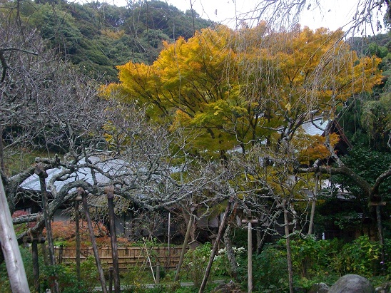秋の鎌倉小旅行。_d0128268_1313944.jpg