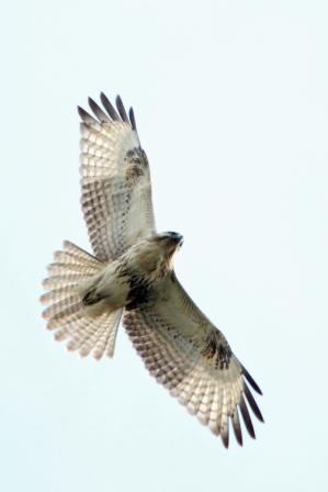 ★先週末の鳥類園(2010.11.13~14)_e0046474_13374862.jpg