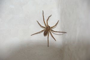 アシダカグモ ナツメ林住期 アシダカグモ ナツメ林住期