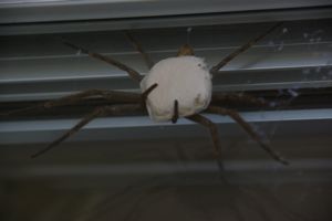 アシダカグモ ナツメ林住期 アシダカグモ ナツメ林住期