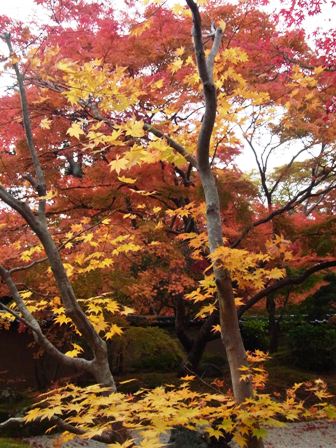 松島・円通院の紅葉_a0106483_2224682.jpg