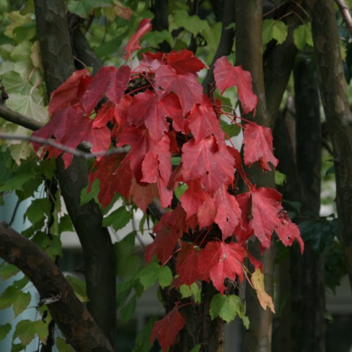 c0144185_14443285.jpg