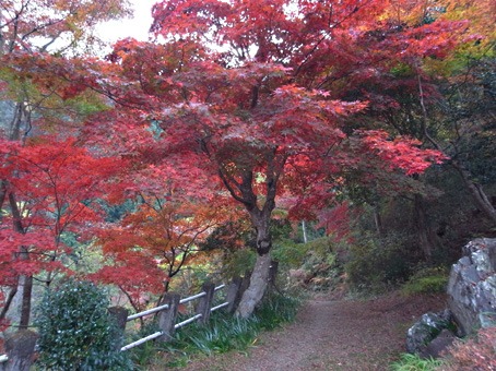 紅葉を求めて飯能を走った先はパラダイスー後編ー_b0087187_20355525.jpg