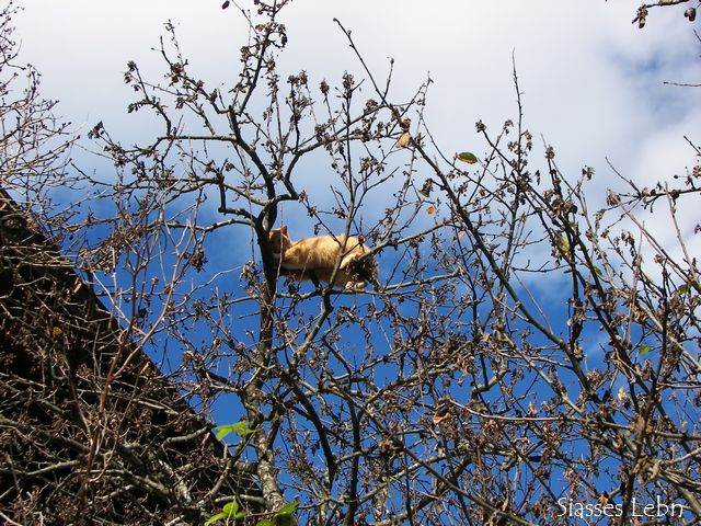 木の上で寝る猫たち_e0088895_2145147.jpg