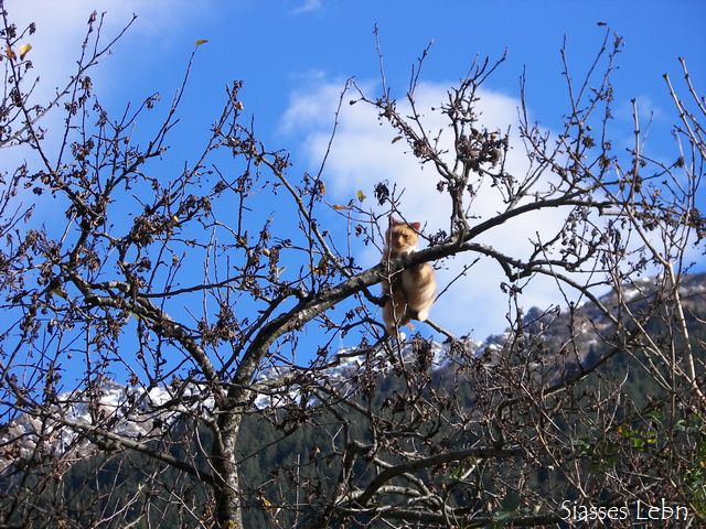 木の上で寝る猫たち_e0088895_2147748.jpg