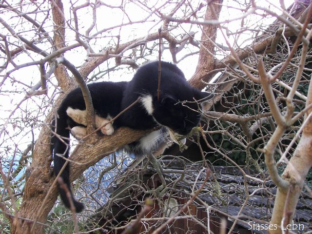 木の上で寝る猫たち_e0088895_21481390.jpg