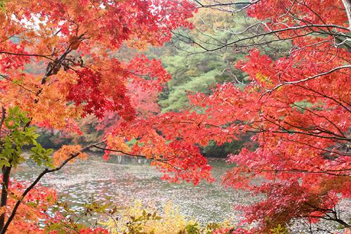 森林植物園の紅葉　つづき_b0051598_21535842.jpg