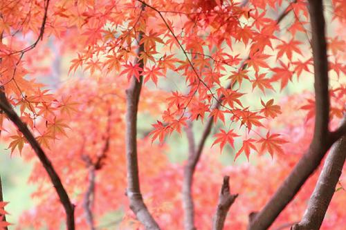 森林植物園の紅葉　つづき_b0051598_21545721.jpg