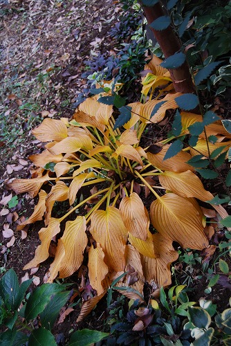 c0124100_23423933.jpg