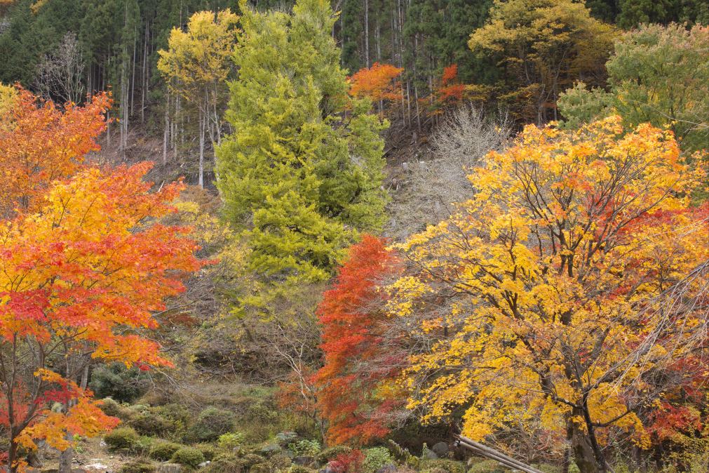 秋の紅葉の風景を撮ってきましたのでアップします。_f0000502_20281471.jpg