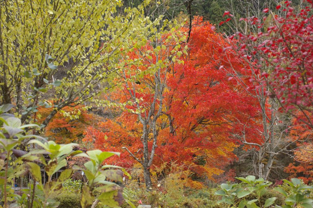 秋の紅葉の風景を撮ってきましたのでアップします。_f0000502_20283744.jpg