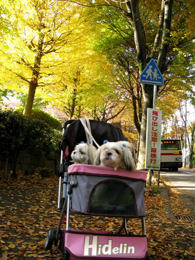 朝のけやき通りで紅葉狩りぉ散歩満喫_c0011204_2333154.jpg