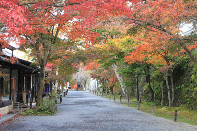 三千院 紅葉の盛り1_e0048413_1930820.jpg