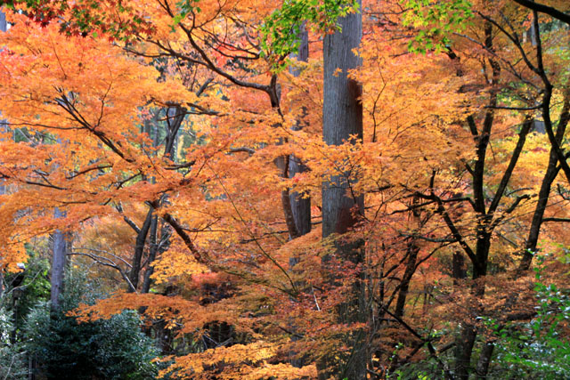 三千院 紅葉の盛り1_e0048413_19312794.jpg