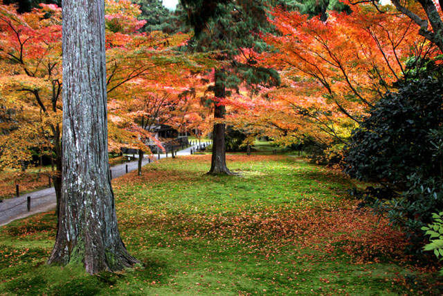 三千院　紅葉の盛り2_e0048413_212904.jpg