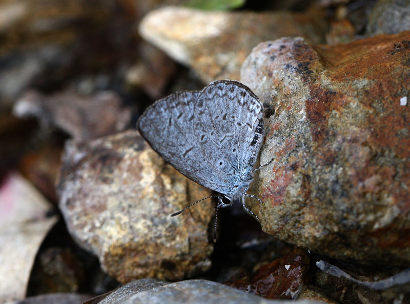 ヤクシマルリシジミ寒冷型♀ Acytolepsis puspa ishigakiana_f0161823_592390.jpg