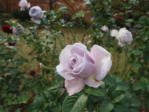 f0013029_2374647.jpg