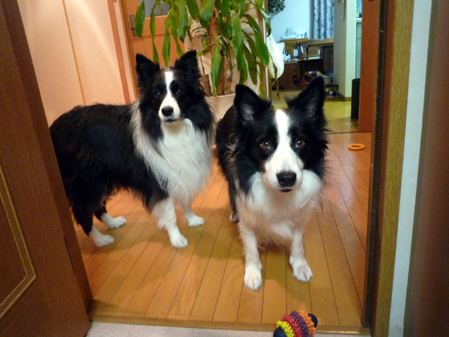 d0059230_8564221.jpg
