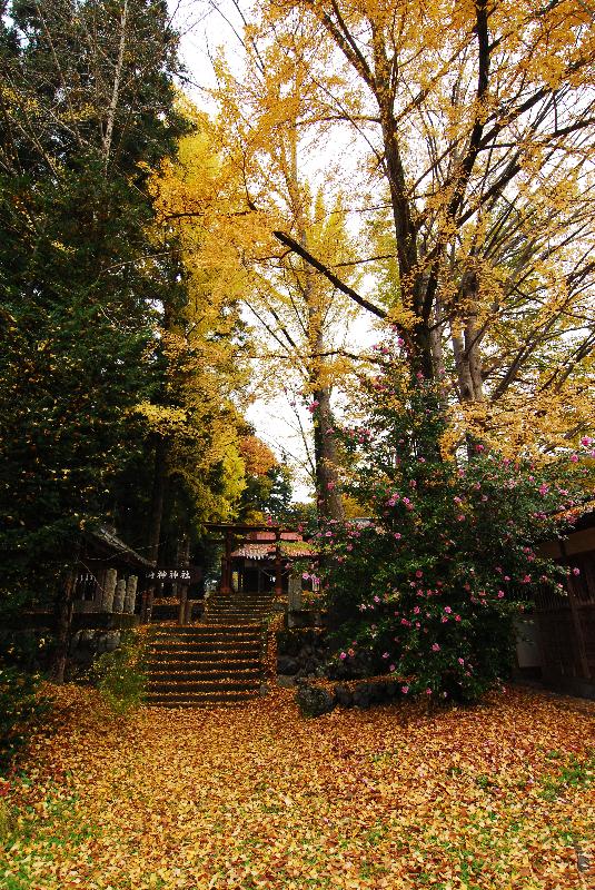 両神神社のいちょう_a0156838_23284448.jpg