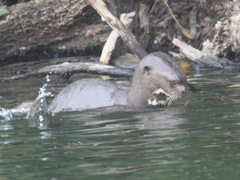 オオカワウソ：Giant Otter_b0202938_1124485.jpg