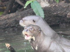 オオカワウソ：Giant Otter_b0202938_11252157.jpg