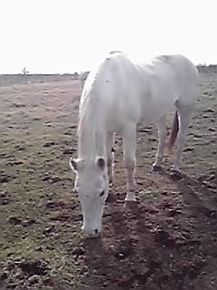 殆どみんなブラシは大好き_e0145441_19402989.jpg