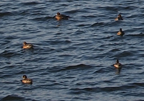 a0146442_16404896.jpg